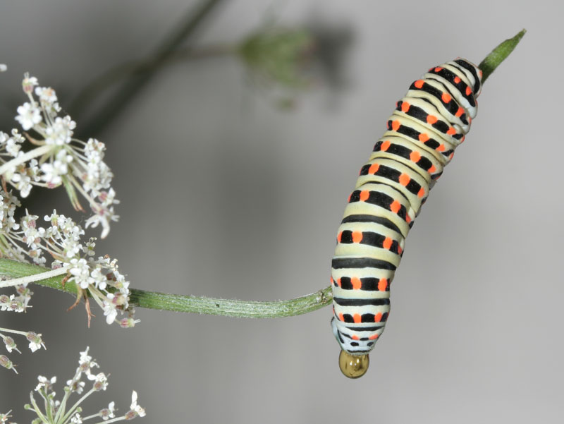 Quando scappa scappa....Papilio machaon